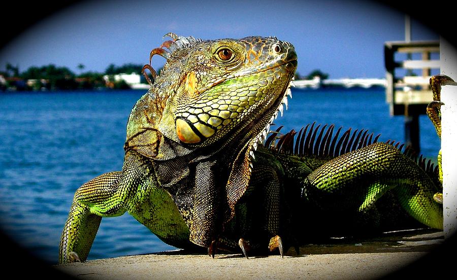 Lizard sunbathing in Miami Photograph by Monique Wegmueller