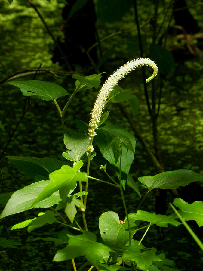 Lizard Tail Plant in Bloom Photograph by Grace Dillon - Fine Art America