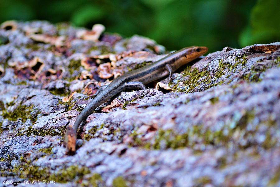Lizard Photograph by Tara Potts