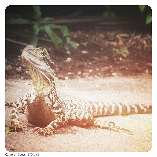 ~lizard~ This Was Taken At Australia Photograph by Cameron Scott