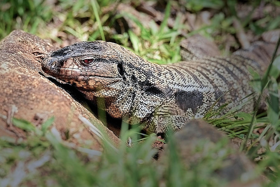 Lizard - Tupinambis merianae Photograph by Vinicios De Moura - Fine Art ...