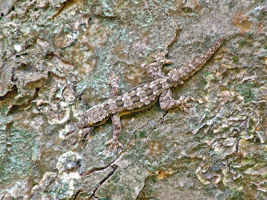 Lizard with Excellent Camouflage Ability in Sukhothai Historical Park ...