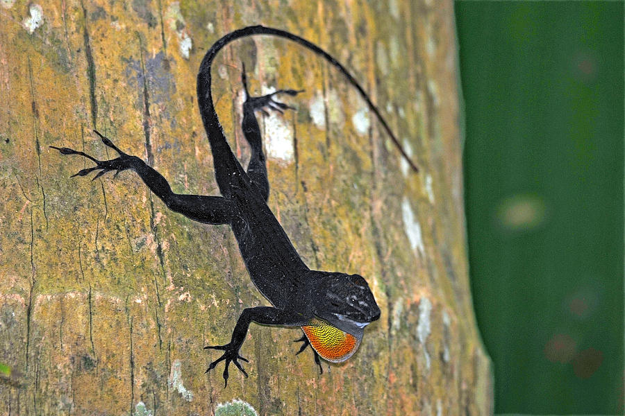 Lizard with Throat Display Photograph by Alan Lenk