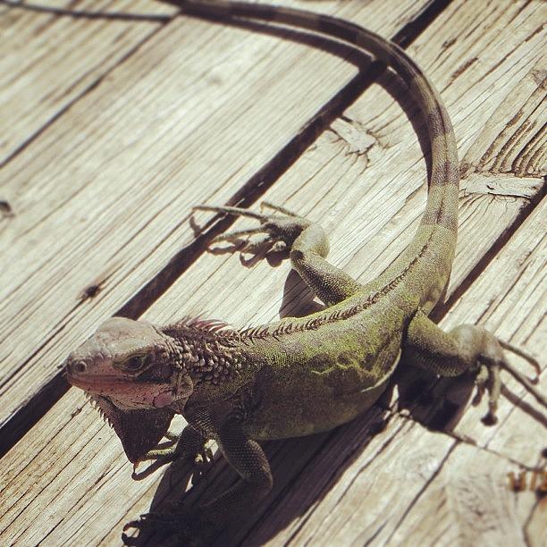Caribbean Photograph - Lizards Are All Over The Place @ Carol by Shirly Sham