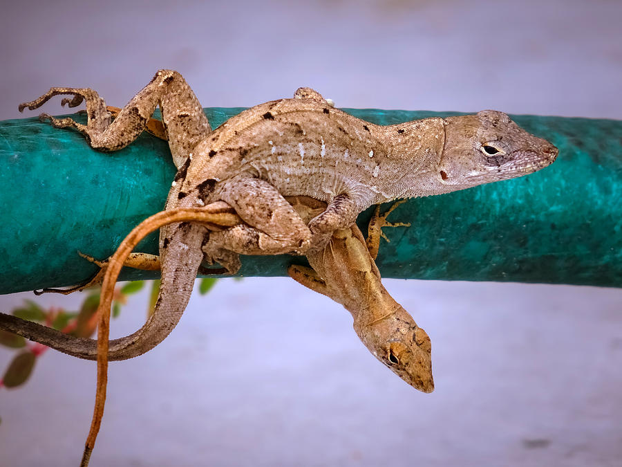 Reptile Photograph - Lizards love by Zina Stromberg