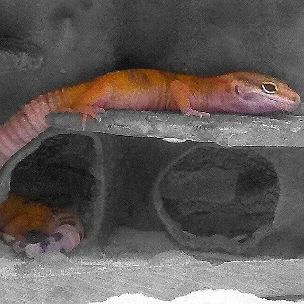 Reptile Photograph - #lizards, #reptiles, #tangerine by Melissa Hardecker