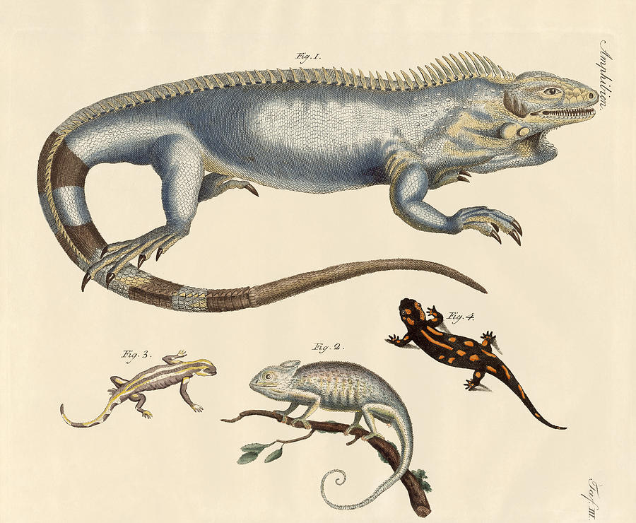 Reptile Drawing - Lizards by Splendid Art Prints