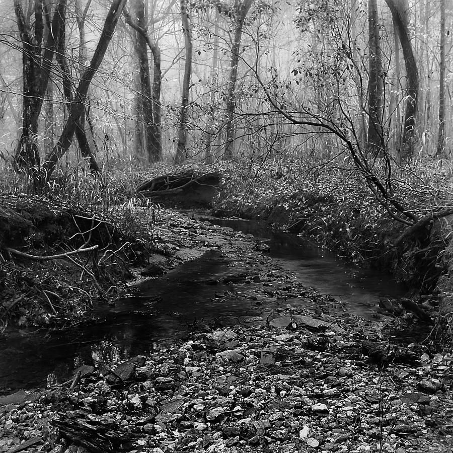 Lizzies Branch Photograph by Clayton Brandenburg - Fine Art America