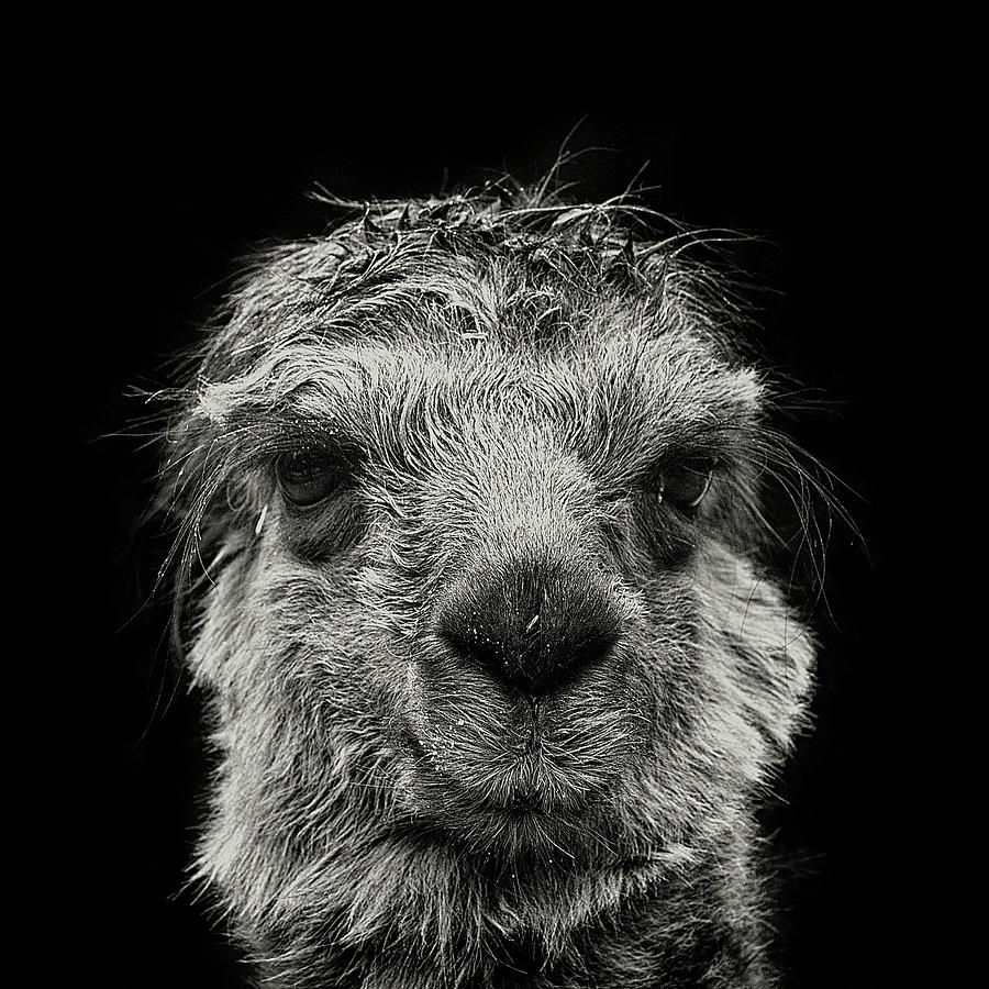 Llama Photograph by © Christian Meermann
