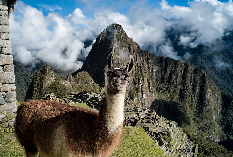 Llama at Machu Picchu Photograph by Tina Manley