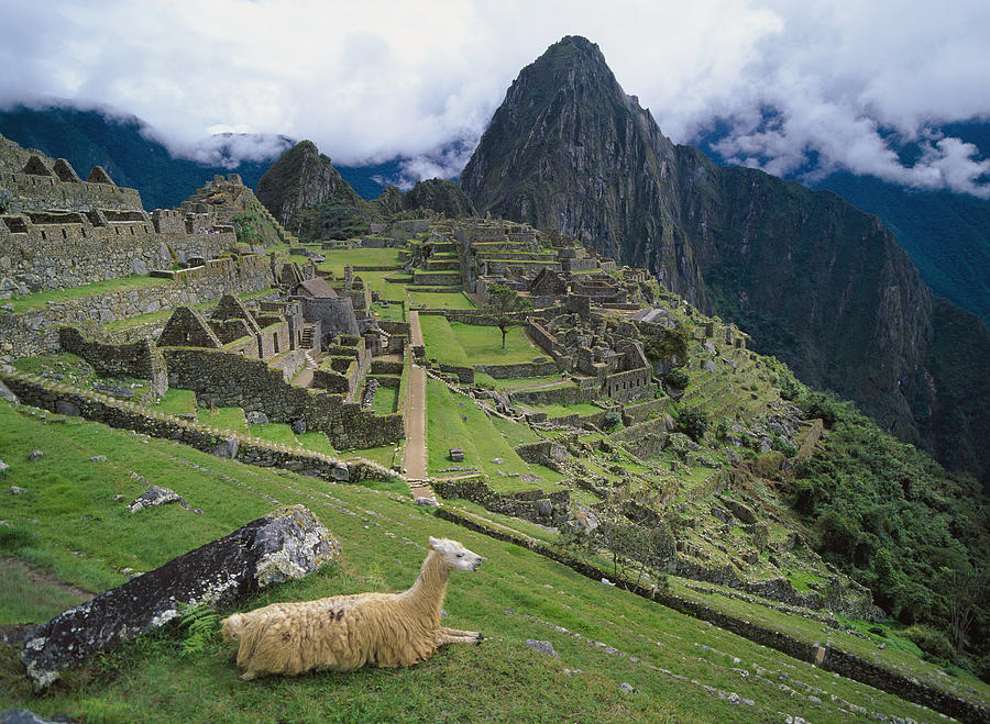 Llama Photograph - Llama At Machu Picchus Ancient Ruins by Chris Caldicott