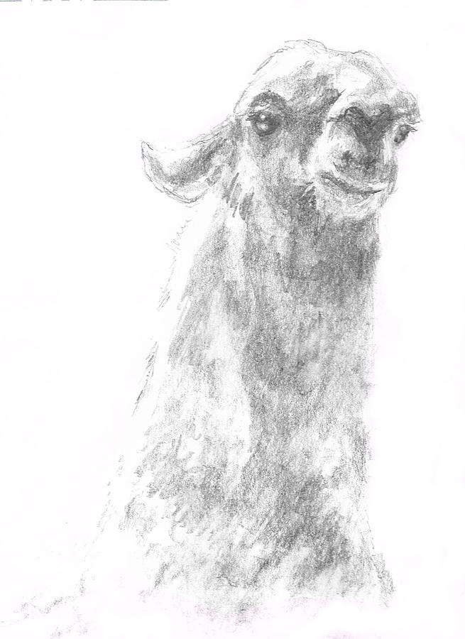 Llama Close up Drawing by Andrew Gillette