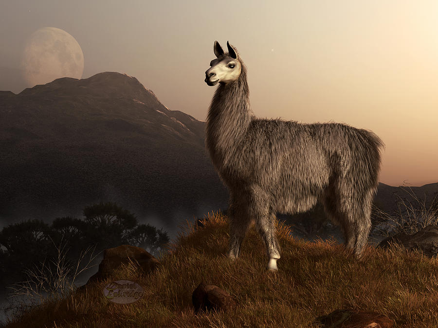  Llama  Dawn Digital Art  by Daniel Eskridge