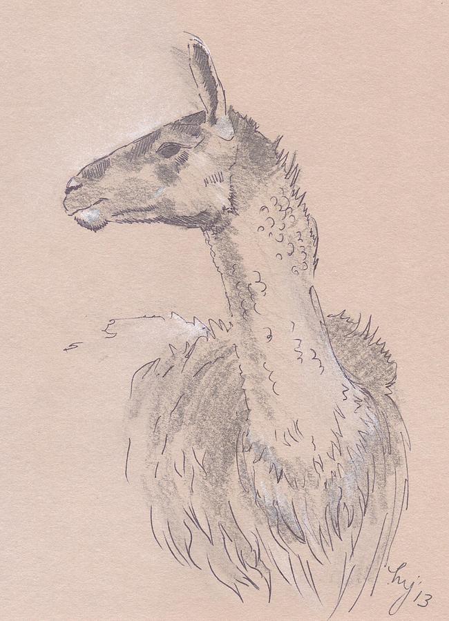 Llama Drawing Drawing by Mike Jory