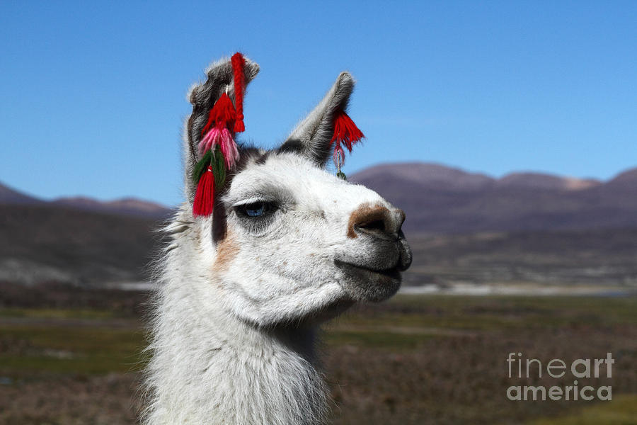 Llama Earring Fashion Photograph by James Brunker