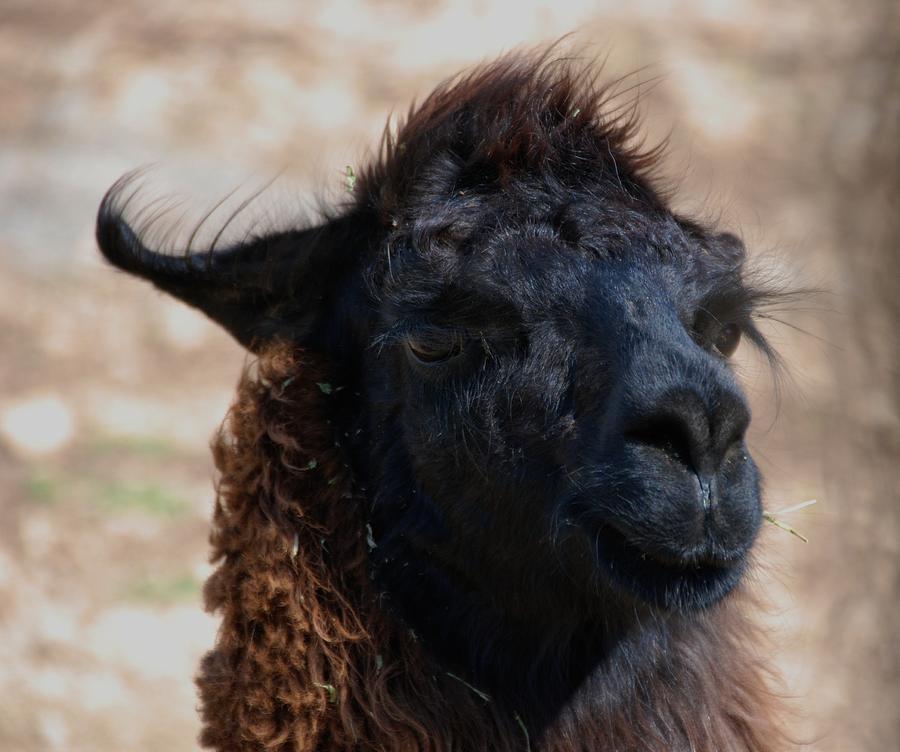Llama Face Photograph by Eric Tressler