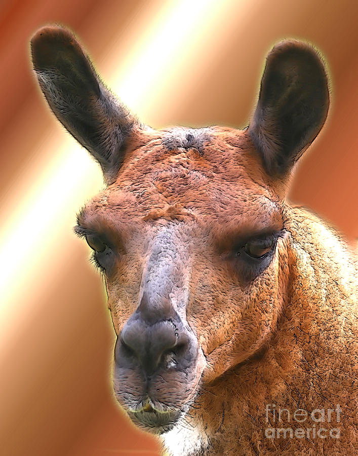 Llama Face Digital Art by Smilin Eyes Treasures