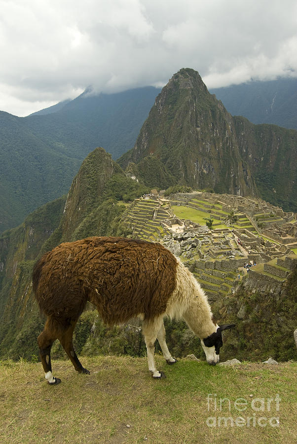 Llama Grazing At Machu Picchu Photograph by William H. Mullins