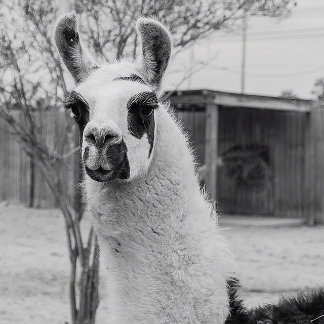 Animal Photograph - Llama In Black & White #llama by Raw Image Photo