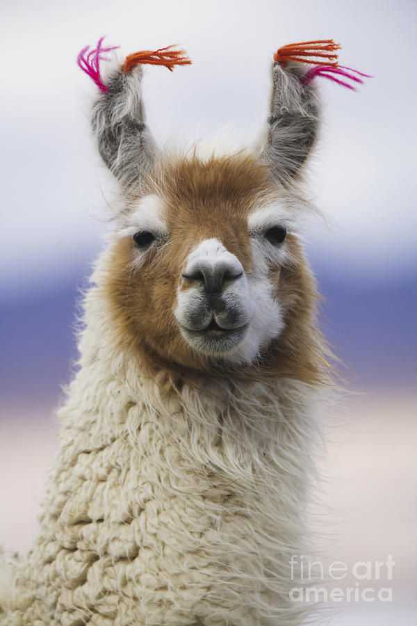 Nature Photograph - Llama in Bolivia by Art Wolfe MINT