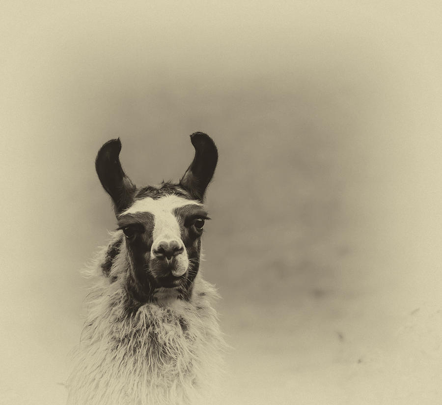Llama   Photograph by James Canning