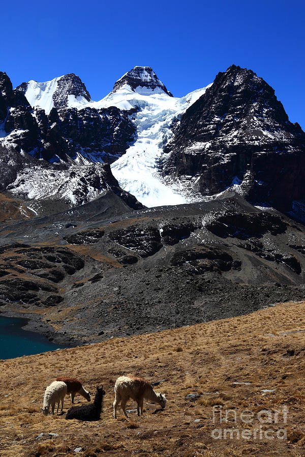 Llamas and Mt Condoriri Bolivia Photograph by James Brunker