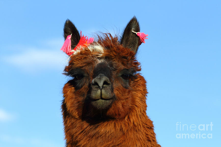 Brown llama portrait Photograph by James Brunker