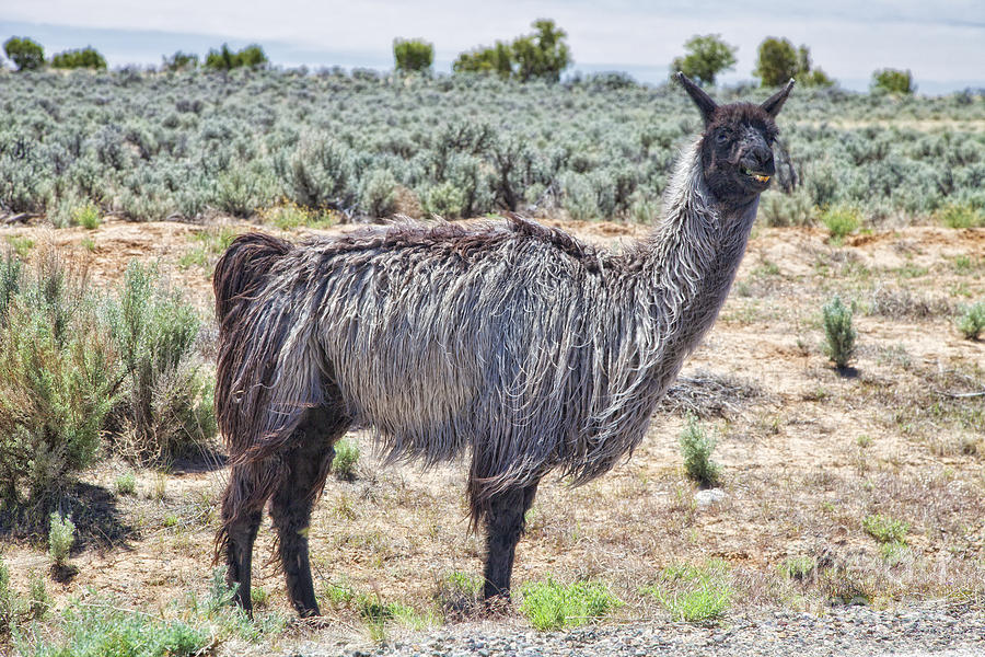 Llama Photograph by Timothy Hacker