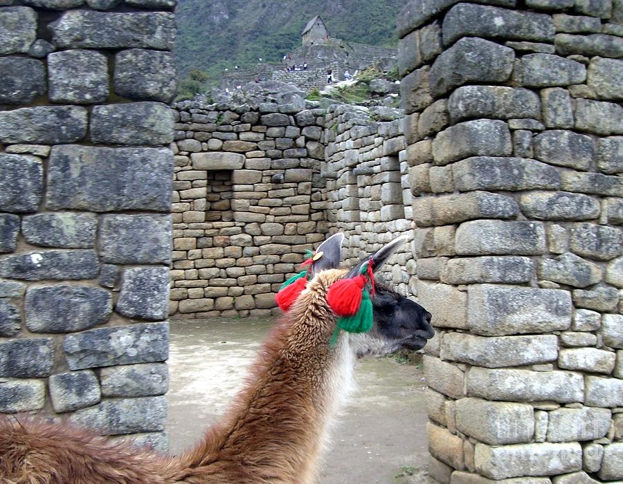 Llama Touring Machu Picchu Photograph by Barbie Corbett-Newmin