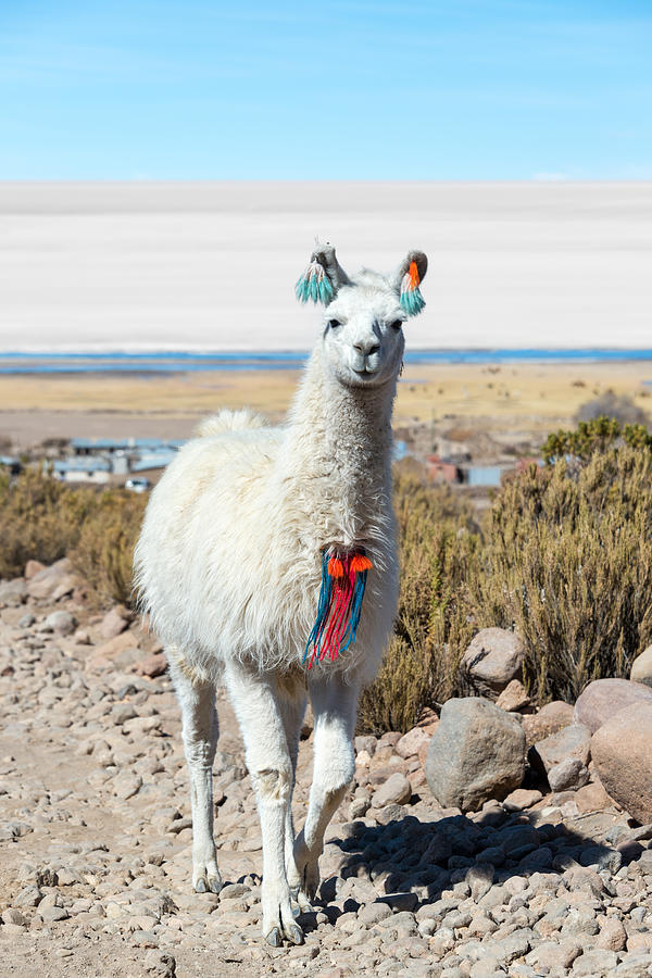 Llama With Uyuni Salt Flats Photograph