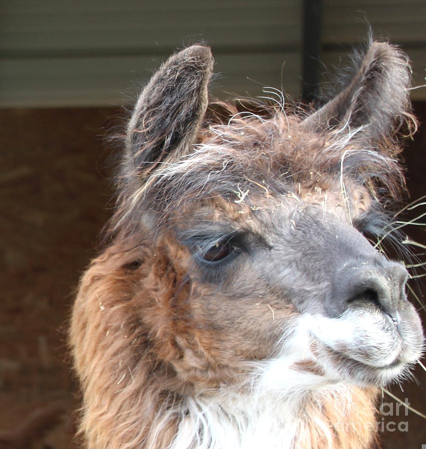 Pack out to see alpacas!