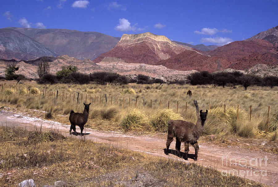 Llama Photograph - Llamas and Cerro Yacoraite Argentina by James Brunker