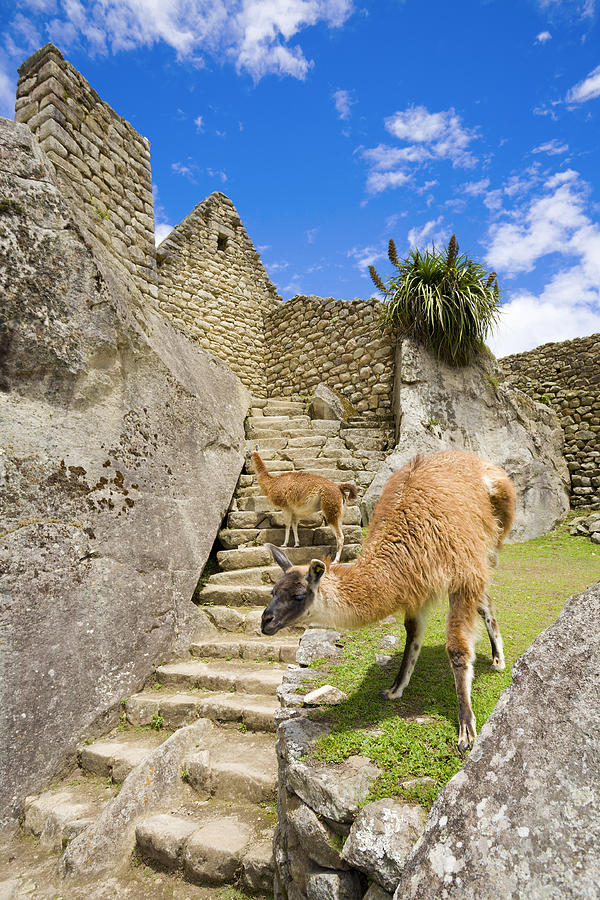 Llamas at Machu Picchu Photograph by Alexey Stiop