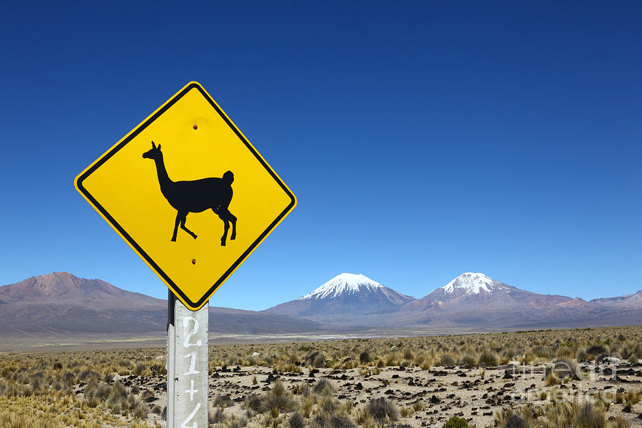 Sign Photograph - Llamas Crossing Sign by James Brunker