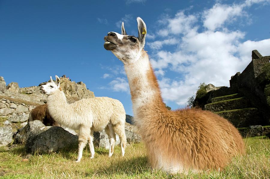 Nature Photograph - Llamas by Tony Camacho/science Photo Library