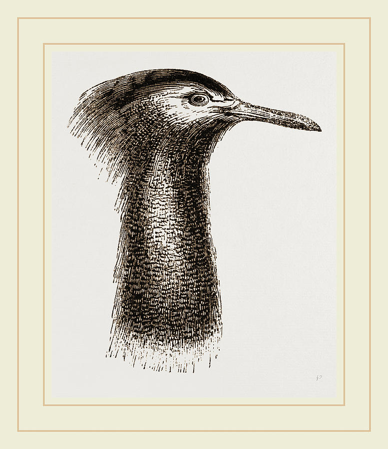 Llead Of Kori Bustard Drawing by Litz Collection - Fine Art America