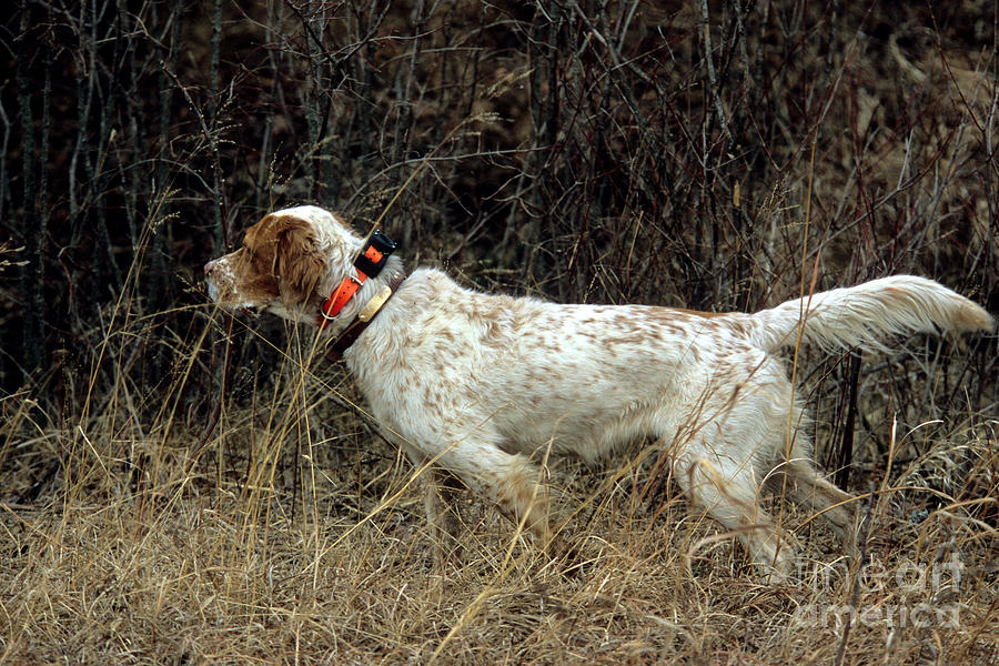 Llewellyn Setter Photograph by William H. Mullins