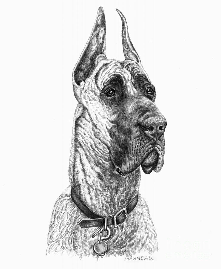 Dog Drawing - Lloyd by Catherine Garneau