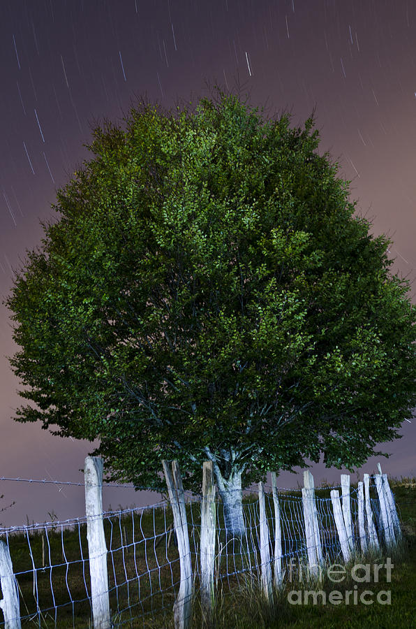 Noche Photograph - Lluvia De Estrellas Sobre El Arbol by Agus Aldalur
