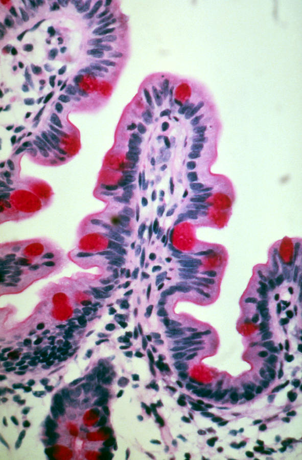 Lm Of A Section Of The Intestine Wall Photograph by Marshall Sklar