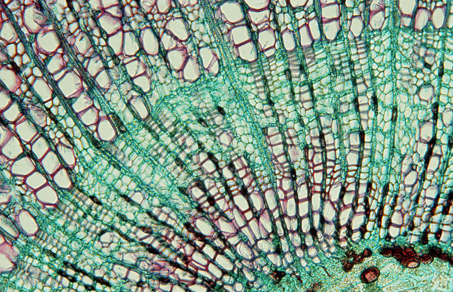 Lm Of A Section Through A Lime Tree Stem Photograph by Sidney Moulds/science Photo Library