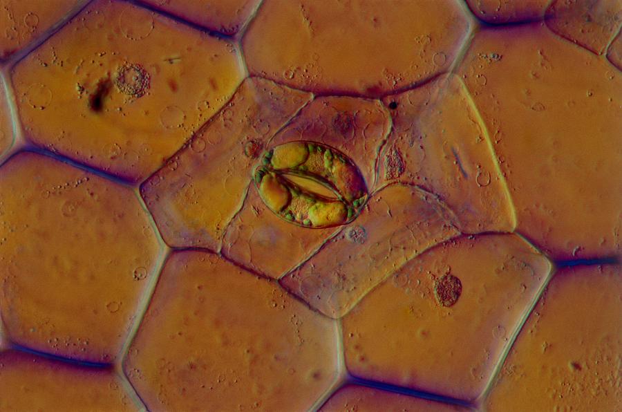 Nature Photograph - LM of a stoma on a Tradescantia leaf by Science Photo Library