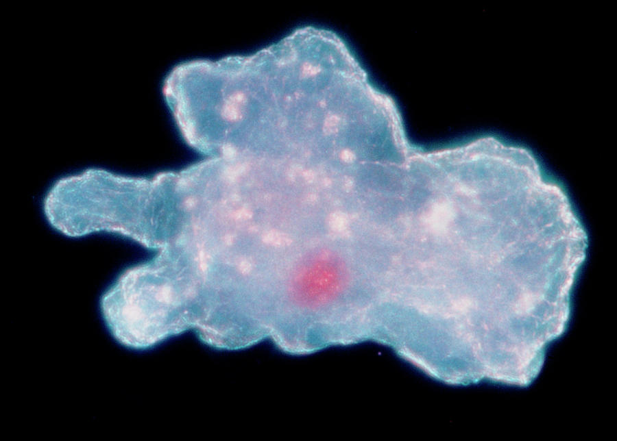 Amoeba Proteus