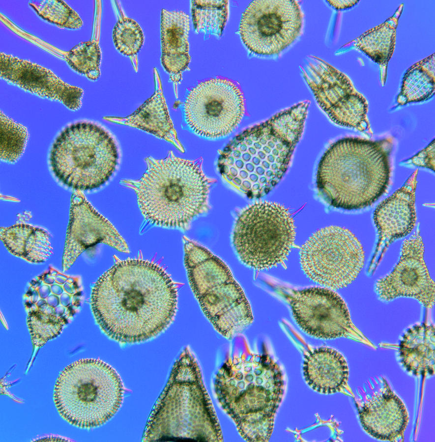 Одноклеточные под микроскопом