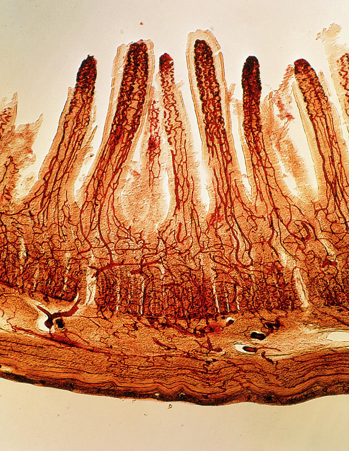Lm Of Blood Vessels In Villi Of Small Intestine Photograph by Biophoto Associates/science Photo Library