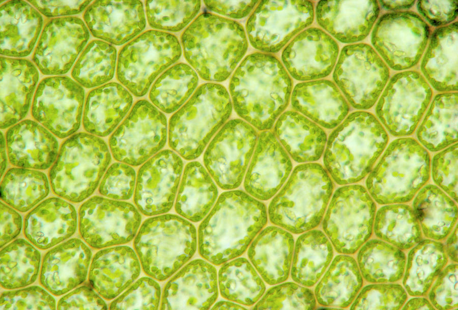 Lm Of Cells In A Leaf Of Moss Photograph by John Durham/science Photo ...