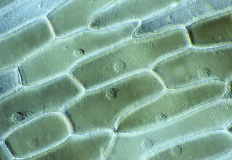 Lm Of Cells In The Epidermis Of An Onion Photograph by Power And Syred