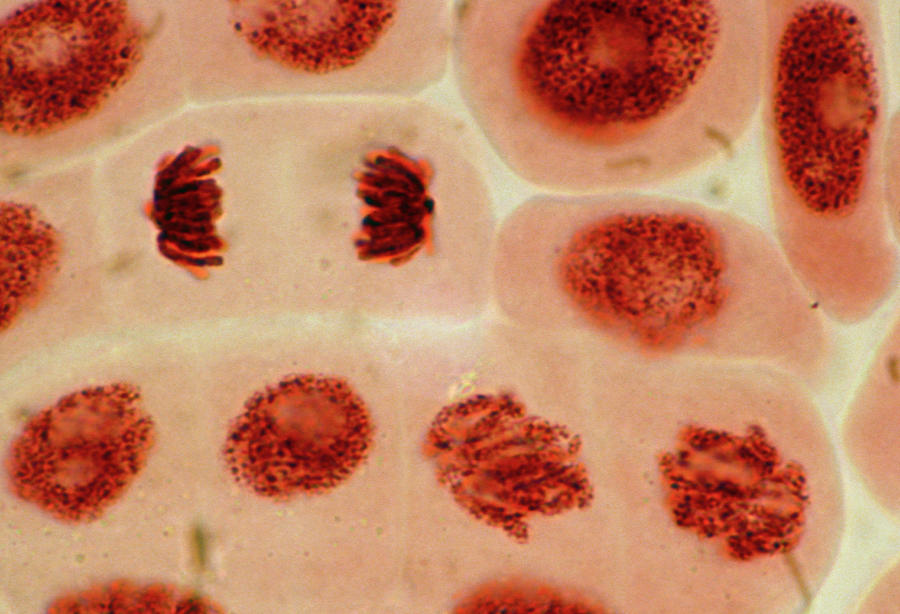 Lm Of Mitosis In Root Tip Cells Of Garlic Photograph by Sinclair Stammers/science Photo Library.
