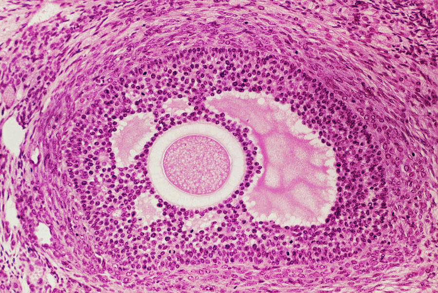 Graafian Follicle Diagram