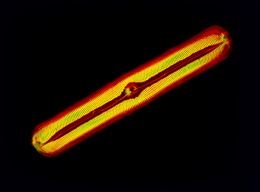 Nature Photograph - LM of the diatom Pinnularia nobilis by Science Photo Library